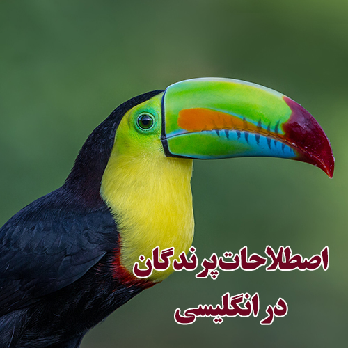 اصطلاحات پرندگان در زبان انگلیسی