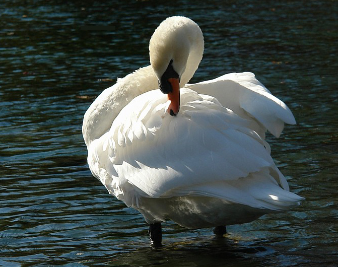 اصطلاحات پرندگان در زبان انگلیسی